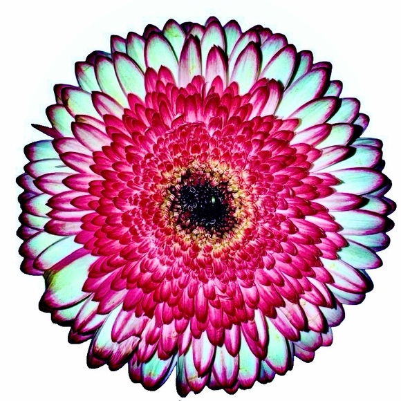 lindseyorganic